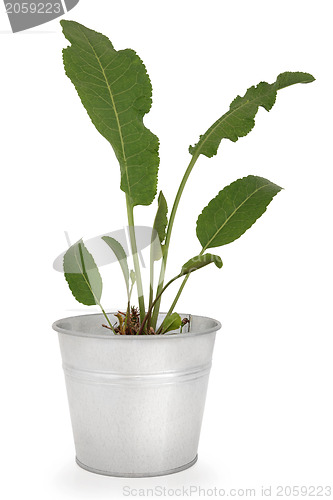 Image of Horseradish Plant