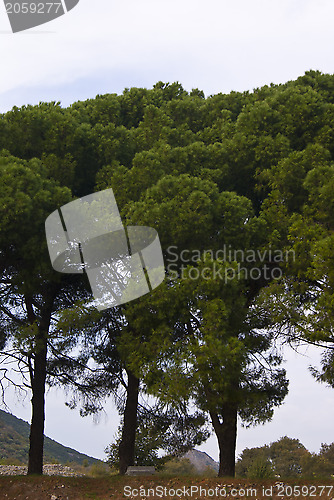 Image of Pinia trees