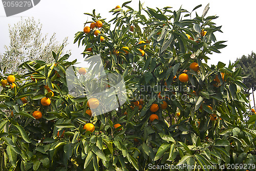 Image of Tangerines