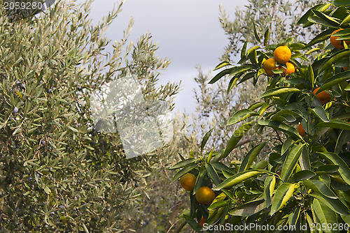 Image of Tangerines in the garden