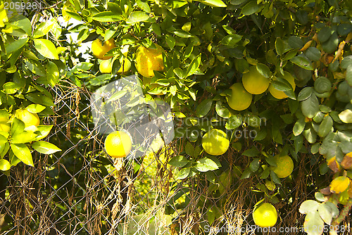 Image of Ripe lemons