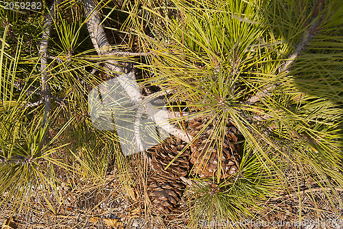 Image of Pinia branch with a strobila