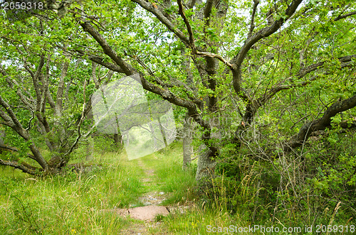 Image of Oak alley