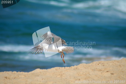 Image of flying seagull