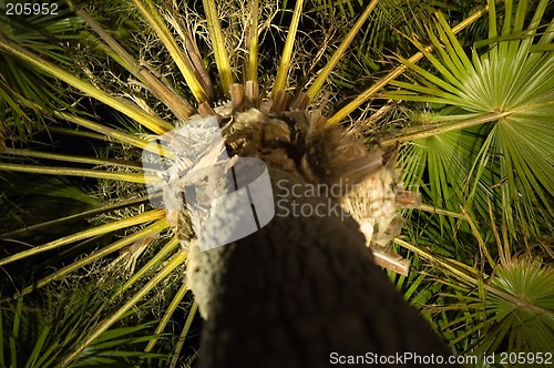 Image of palm detail
