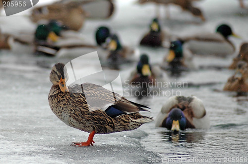 Image of swimming ducks