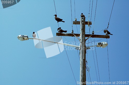 Image of birds on a pole