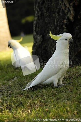 Image of two parrots