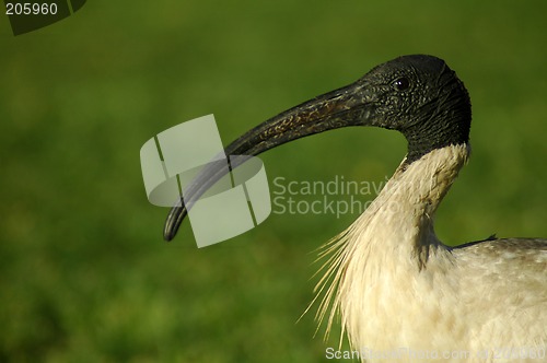 Image of australian white ibis