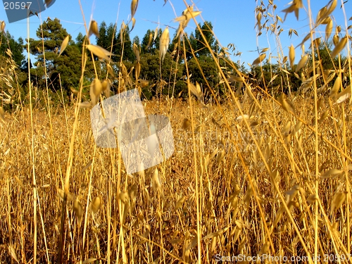 Image of Golden field