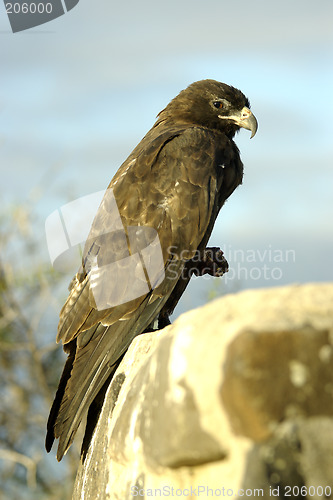 Image of Galapagos Hawk