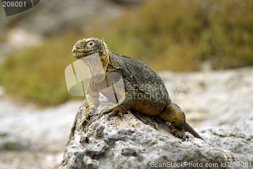 Image of Land Iguana