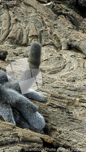 Image of Lava Cactus