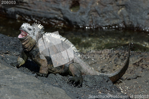 Image of Marine Iguana