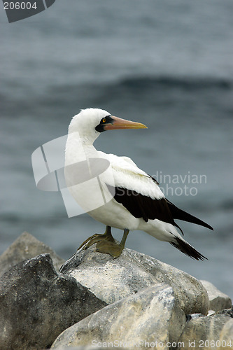 Image of Masked Booby