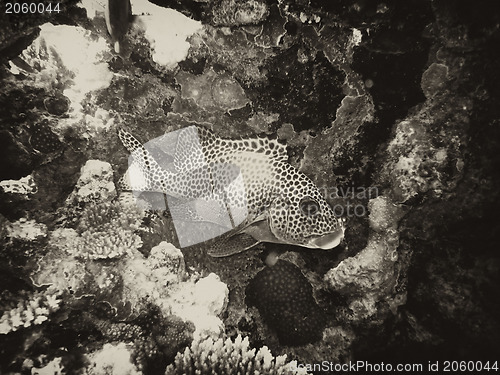 Image of Underwater Scene of Great Barrier Reef