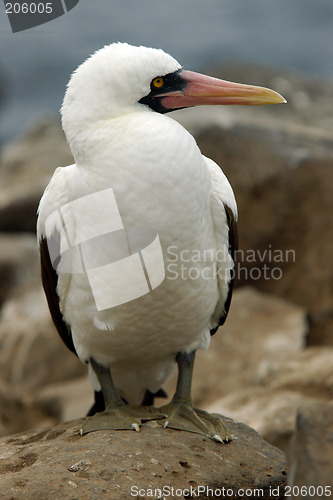 Image of Masked Booby