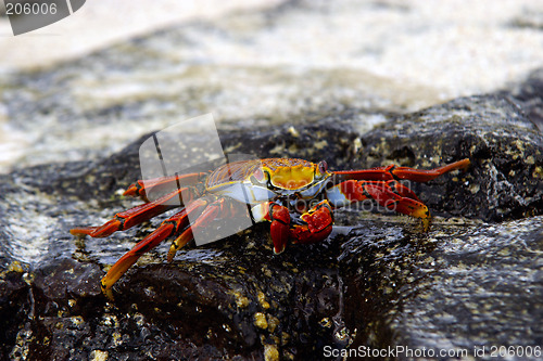 Image of Sally Lightfoot Crab
