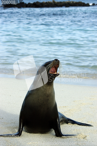 Image of Galapagos seal
