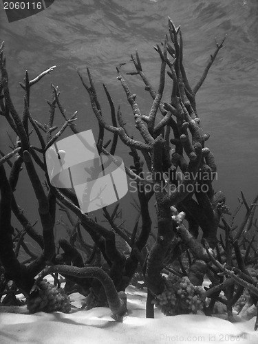 Image of Underwater Scene of Great Barrier Reef