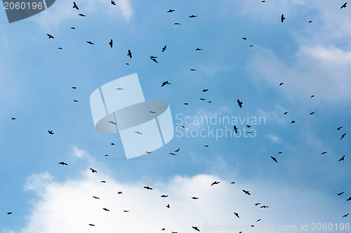 Image of A large group of crows