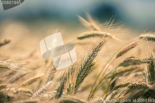 Image of Dry wheat closeup photo