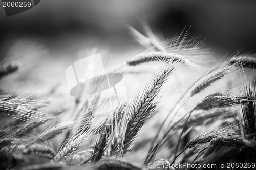 Image of Dry wheat closeup photo