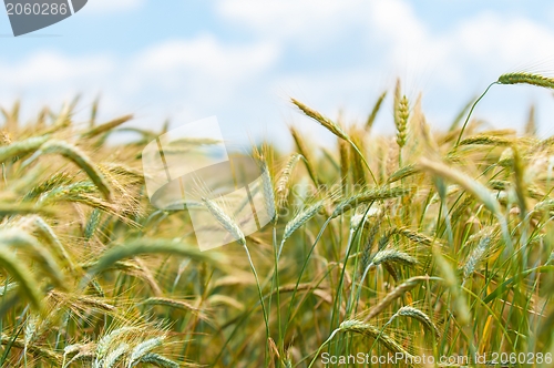 Image of Dry wheat closeup photo