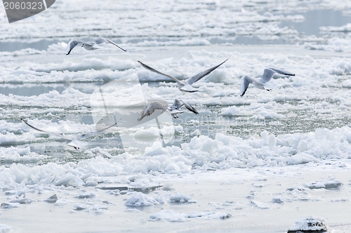 Image of Some birds enjoy the winter cold