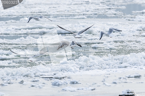 Image of Some birds enjoy the winter cold