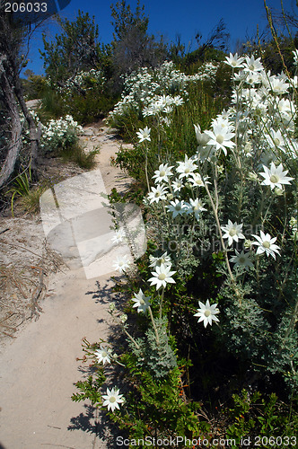 Image of bush land