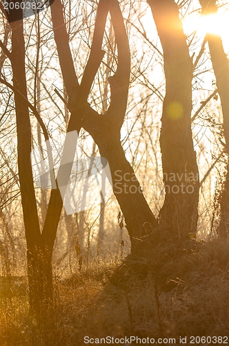 Image of Autumnal photo of a forest