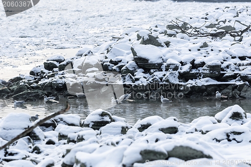 Image of Some birds enjoy the winter cold