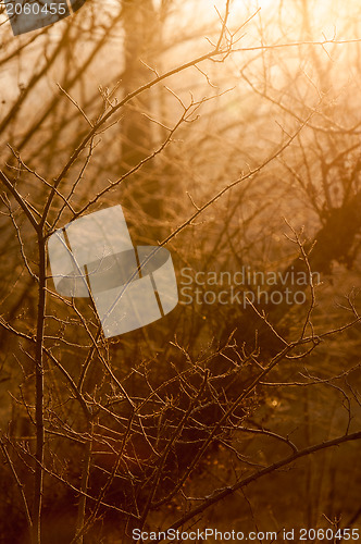 Image of Autumnal photo of a forest