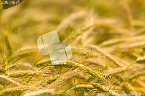 Image of Dry wheat closeup photo