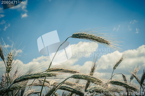 Image of Dry wheat closeup photo