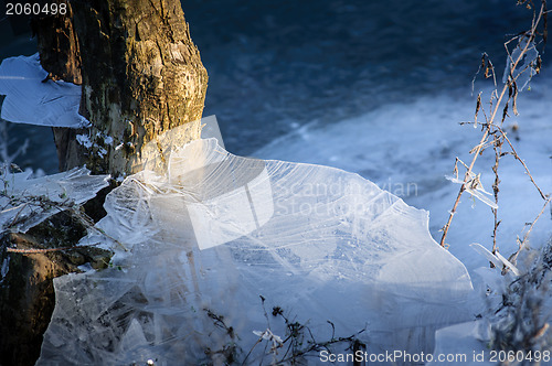 Image of Tree trunk frozen in the ice