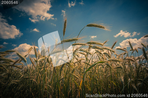 Image of Dry wheat closeup photo