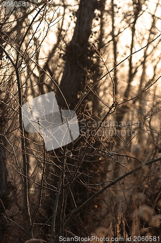 Image of Autumnal photo of a forest