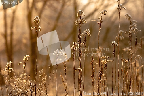 Image of Autumnal photo of a forest