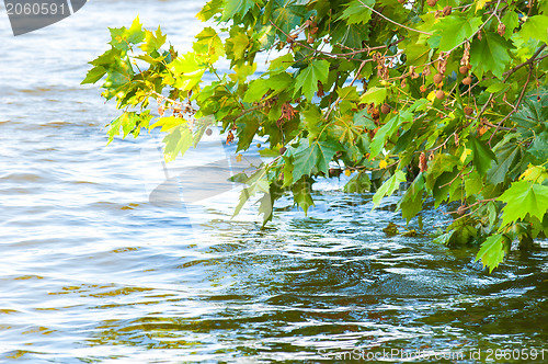 Image of Some leaves and water