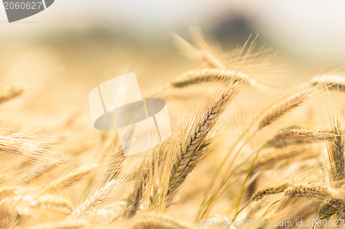 Image of Dry wheat closeup photo