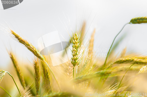 Image of Dry wheat closeup photo