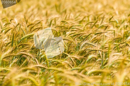 Image of Dry wheat closeup photo