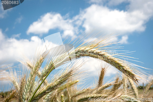 Image of Dry wheat closeup photo