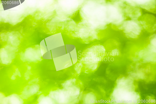 Image of Green, out of focus background