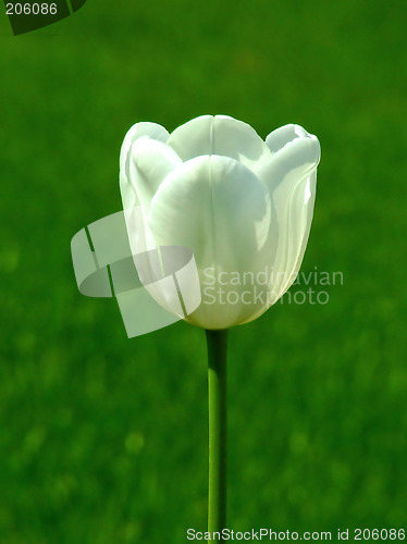 Image of One tulip