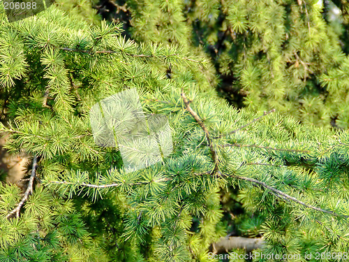 Image of Pine