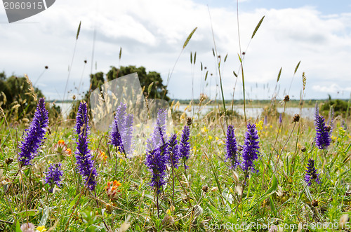 Image of Blue flowers