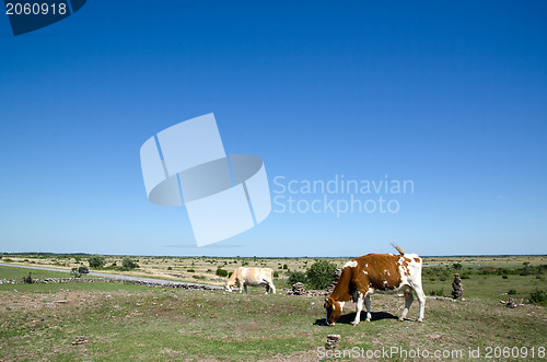 Image of Grazing cows